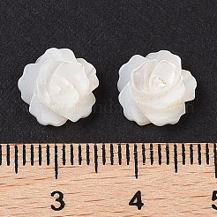 Natural White Shell Beads&nbsp;SSHEL-C012-06