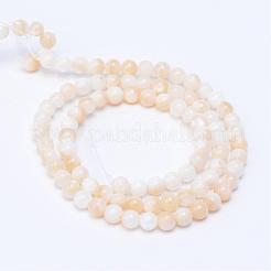 Natural Freshwater Shell Bead Strands&nbsp;SHEL-S253-01