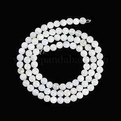 Natural Cultured Freshwater Shell Beads Strands&nbsp;BSHE-H109-03B