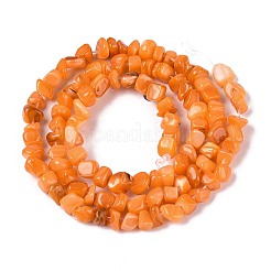 Natural Freshwater Shell Beads Strands&nbsp;SHEL-N037-04F