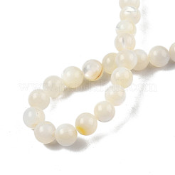 Natural White Shell Bead Strands&nbsp;SSHEL-N003-144E-01