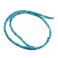 Natural White Shell Dyed Beads Strands&nbsp;BSHE-Z005-03B