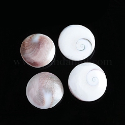 Natural Conch Shells Round Decorations&nbsp;PW-WG89460-01