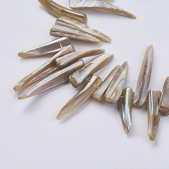 Natural Shell Beads Strands&nbsp;BSHE-P026-25