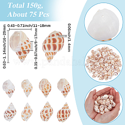 150g天然スパイラルシェルペンダント  貝殻の形のチャーム  チョコレート  16~29x11~18x9~17mm  穴：1.4mm&nbsp;SHEL-SC0002-12