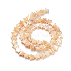 Star Natural White Shell Beads Strands&nbsp;BSHE-Q025-14B