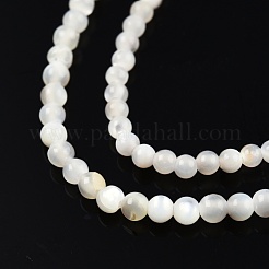 Natural White Shell Bead Strands&nbsp;SSHEL-N003-144A-01