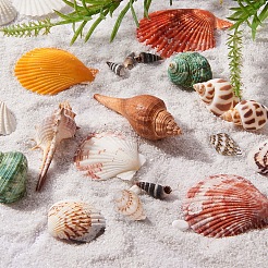 Natural Spiral Shell Beads&nbsp;SSHEL-PH0002-10
