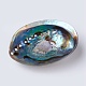 Natural Abalone Shell/Paua ShellDecoration&nbsp;SSHEL-K024-01B-4