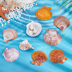 80Pcs 4 Styles Natural Shell Display Decorations&nbsp;DJEW-PH0001-61