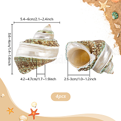 4Pcs Natural Shell&nbsp;FIND-PH0027-49