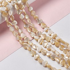 Natural Trochid Shell/Trochus Shell Beads Strands&nbsp;SHEL-F003-08B