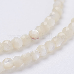 Natural Shell Beads Strands&nbsp;G-E354-03