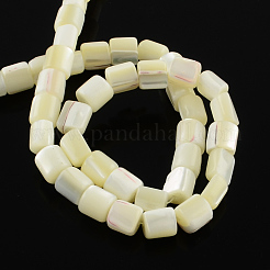 Column Natural Trochid Shell/Trochus Shell Beads Strands&nbsp;BSHE-Q025-01
