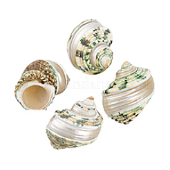 4Pcs Natural Shell&nbsp;FIND-PH0027-49