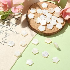 30Pcs Natural Freshwater Shell Beads Strands&nbsp;SHEL-CJ0001-30