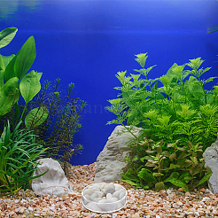 8 個 2 スタイル透明アクリル水族館エビ餌皿  小魚の餌入れ  フラットラウンド  透明  66~86x20mm  4個/スタイル&nbsp;AJEW-GO0001-01