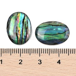 天然パウアシェルカボション  オーバル  18x13x3mm&nbsp;SSHEL-I026-20A
