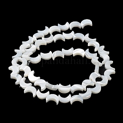 天然ニシキウズガイシェルビーズ連売り  ムーン  雪  8x6.5x2.5mm  穴：0.8mm  約50個/連  15.16''~15.55''（38.5~39.5センチメートル）&nbsp;BSHE-P033-08