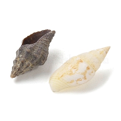 Natural Sea Shell Beads&nbsp;SHEL-XCP0001-12