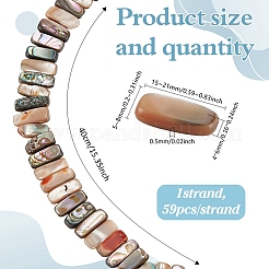 1 Strand Natural Paua Shell Beads Strands&nbsp;BSHE-ME0001-04