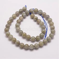 Natural Labradorite Bead Strands&nbsp;G-P259-02-6mm