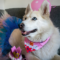 3Pcs 3 Colors Polyester Pet Dog Tutu Skirt&nbsp;AJEW-FH0006-75