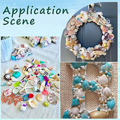 500Pcs Dyed Natural Spril Shell Beads&nbsp;SSHEL-SC0001-33