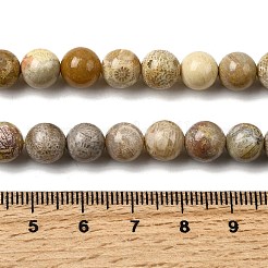 Natural Fossil Coral Beads Strands&nbsp;G-A274-B01-8mm