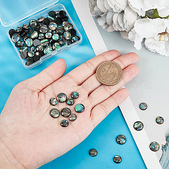 Paua Shell Cabochons&nbsp;SHEL-BC0001-018