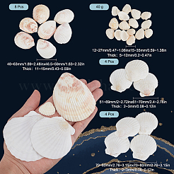 ナチュラルシェルディスプレイデコレーション  DIY 装飾クラフト材料  花瓶フィラー用  ミックスカラー  12~27x15~35x5~12mm  40グラム&nbsp;SSHEL-SP0001-01
