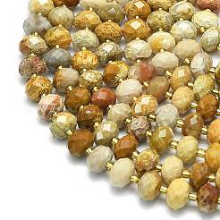 Natural Fossil Coral Beads Strands&nbsp;G-P573-A02-01