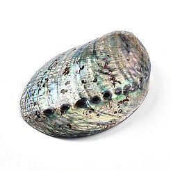 Natural Paua Shell Beads&nbsp;SSHEL-Q298-22