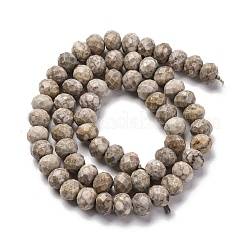 Natural Conch Fossil Beads Strands&nbsp;G-K380-A41-01