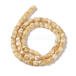 Natural Trochid Shell/Trochus Shell Beads Strands&nbsp;BSHE-H018-01