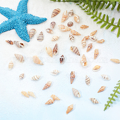 Natural Mixed Shell Beads&nbsp;SSHEL-PH0002-53