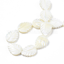 天然トロチッドシェル/トロカスシェルビーズ連売り  漂白  葉  ホワイト  19.5~20x15~15.5x4mm  穴：0.8mm  約20個/連  15.47インチ〜15.87インチ（39.3~40.3cm）&nbsp;SSHEL-N034-136A-01