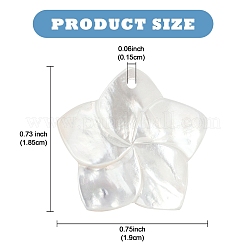 4Pcs Natural White Shell Mother of Pearl Shell Pendants&nbsp;SSHEL-YW0001-10