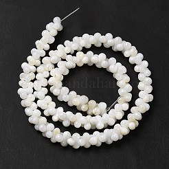 Natural Freshwater Shell Beads Strands&nbsp;BSHE-E026-17