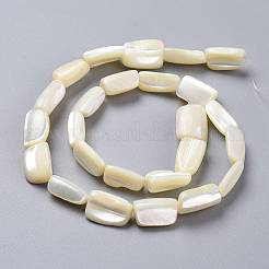 Natural Shell Beads Strands&nbsp;X-SSHEL-K026-01