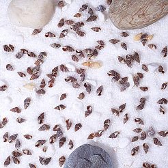 Sea Shell Beads&nbsp;SSHEL-PH0002-36
