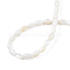 Freshwater Shell Beads Strands&nbsp;SHEL-T009-A15-01