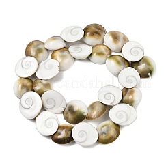 Natural Shiva Eye Shell Beads Strands&nbsp;SHEL-G021-01C