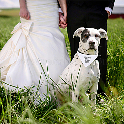 2Pcs 2 Style Cloth Pet Handkerchi&nbsp;AJEW-GF0003-42