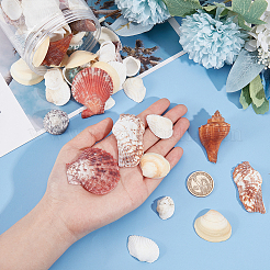 Natural Conch & Shell Beads&nbsp;SHEL-WH0005-01