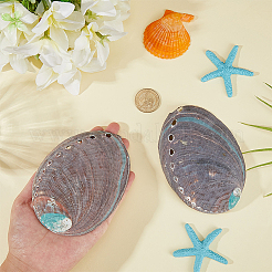 2Pcs Natural Abalone Shell Display Decorations&nbsp;DIY-WR0005-29A