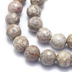 Natural Conch Fossil Beads Strands&nbsp;G-K310-A07-10mm