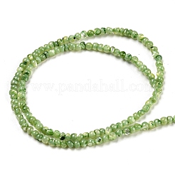 Natural White Shell Dyed Beads Strands&nbsp;BSHE-Z005-03E