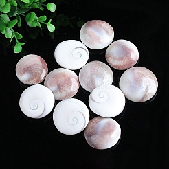 Natural Conch Shells Round Decorations&nbsp;PW-WG89460-01