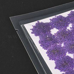 圧搾ドライフラワー  携帯電話用  フォトフレーム  スクラップブッキングDIY手作りクラフト  暗紫色  15~20x13~19mm  100個/袋&nbsp;DIY-K032-58F